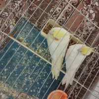 عروس هلندی|پرنده|کبودرآهنگ, |دیوار