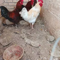 تعدادی خروس و مرغ