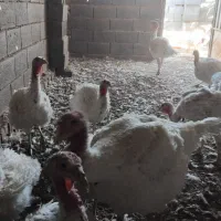 فروش بوقلمون|حیوانات مزرعه|مبارکه, |دیوار