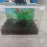 اکواریوم و لوازم و ماهی  و گیاه