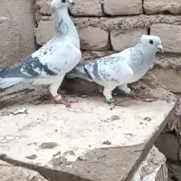 جفت نروماده  شامی کاکلی در پل گلبهار