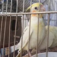 عروس هلندی