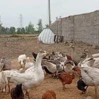 غاز و اوردک