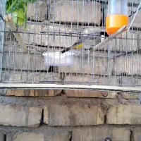 سهره نر بخون.فنچ|پرنده|قم, شهرک فاطمیه|دیوار