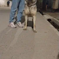 واگزاری سگ سرابی ۱۳ ماهه|سگ|اردبیل, |دیوار