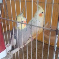 جفت نرو ماده دستی فروشی با لوازم