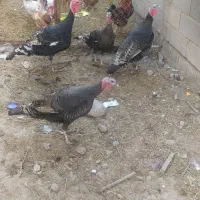 بقلمون|حیوانات مزرعه|مشهد, خواجه ربیع|دیوار