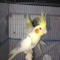 عروس هلندی با قفس و تمام وسایل