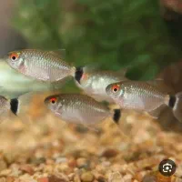 ماهی تترا چشم چراغی