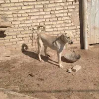 واگذاری توله پژدر یک ساله