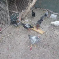 مرغ لاری وگلین|حیوانات مزرعه|پاکدشت, پاکدشت (مامازند)|دیوار