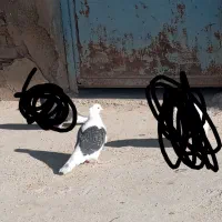 کبوتر|پرنده|سیلاخور, |دیوار