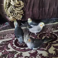 ۴ عدد عروس هلندی باهوش