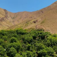 باغ