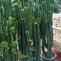 فروش انواع گل‌های اپارتمانی