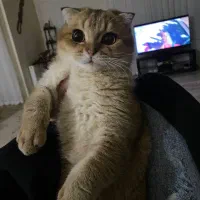 اسکاتیش گلد نر جهت جفت گیری