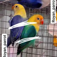 لانه پرورش طوطی کوتوله عروس گرینچیک قناری مرغ عشق|پرنده|تهران, نیروی هوایی (پیروزی)|دیوار