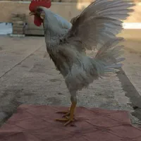 خروس