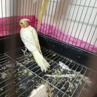 جوجه عروس هلندی