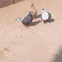 ۳۰تا رنگی همه نر|پرنده|شوش, |دیوار