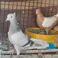 سینه .|پرنده|شیراز, رکن‌آباد|دیوار