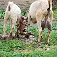 بز کهره عمانی پرشیر