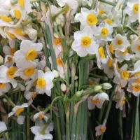 گل نرگس|گل و گیاه طبیعی|یاسوج, |دیوار