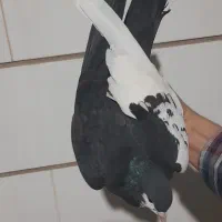 چند جفت شهری و دم سفید کلکسیونی