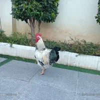 فروش خروس بزرگ و سر حال