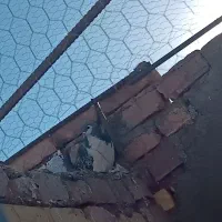 کفتر.کبوتر|پرنده|فردوس (خراسان), |دیوار