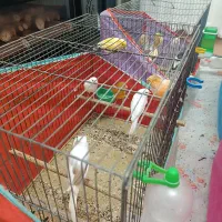 قناری نر و ماده مست درجه یک خانگی|پرنده|شیراز, رکن‌آباد|دیوار