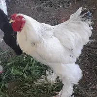 خروس برهما و مرغ لاری مرغ و خروس گلین و نیمچه