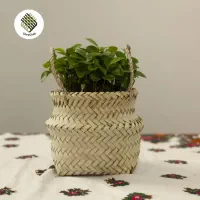 کاور گلدان حصیر|گل و گیاه طبیعی|شیراز, رکن‌آباد|دیوار