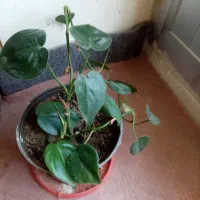 گلهای خانه من|گل و گیاه طبیعی|تبریز, |دیوار