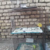 ۵ عدد قفس بزرگ همه باهم|لوازم جانبی حیوانات|اهواز, زرگان|دیوار