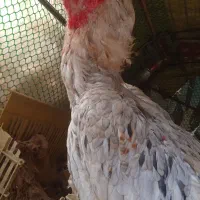 خروس لاری بهترین نسل