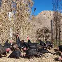 بوقلمون محلی باکیفیت و ارگانیک|حیوانات مزرعه|بجنورد, |دیوار