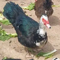 اردک اسرائیلی (اسراییلی مسکویی) جوان