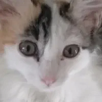 واگذار گربه