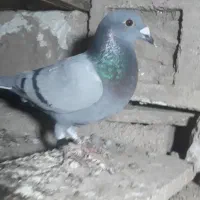 ماده گرفتنی مسابقات