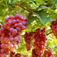 پیشفروش نهال انگور ردگلوب|خدمات باغبانی و درختکاری|پیرانشهر, |دیوار
