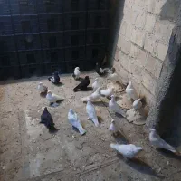 تهرانی یک لانه