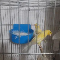 فروش دو جفت قناری آماده و مست و با کیفیت .|پرنده|سیرجان, |دیوار