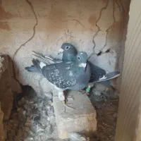 جفت پلنگ جفت ابلق جفت نر مگس|پرنده|زهک, |دیوار