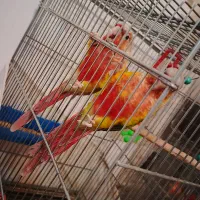 گیرینچیک آناناسی دبل رد