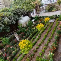 تعویض خاک گلدان و باغچه کاری گیاه پزشک در محل