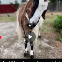 گمشده  مژده گونی  بز ماده