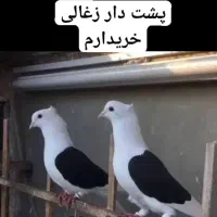 کبوتر پشت دار زغالی.عکس تزئینی است