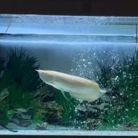 اروانا آلبینو|ماهی|رفسنجان, |دیوار