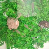 ماهی گوپی و فایتر